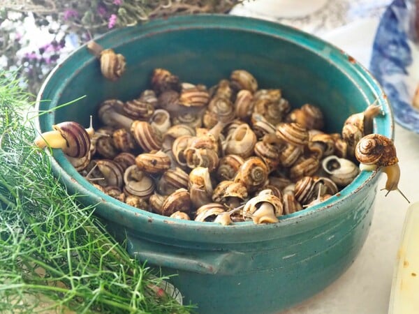 ΕΠΕΞ Οι χοχλιοί ξυπνούν μέσα μας τον σύγχρονο τροφοσυλλέκτη