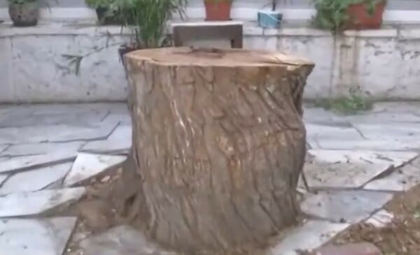 ΔΕΝΤΡΟ ΜΟΝΑΣΤΗΡΑΚΙ