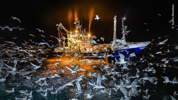 Wildlife Photographer of the Year 2025: Οι καλύτερες φωτογραφίες άγριας ζωής της χρονιάς