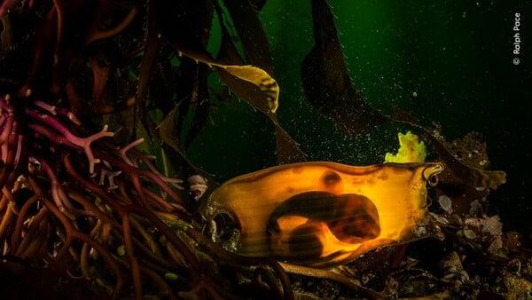 Wildlife Photographer of the Year 2025: Οι καλύτερες φωτογραφίες άγριας ζωής της χρονιάς