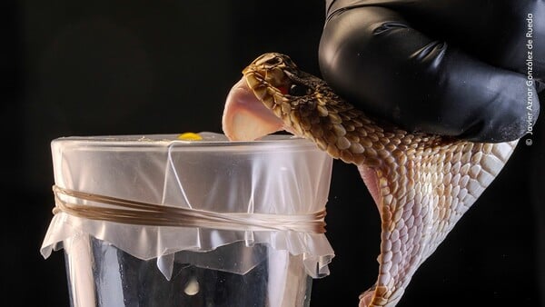 Wildlife Photographer of the Year 2025: Οι καλύτερες φωτογραφίες άγριας ζωής της χρονιάς
