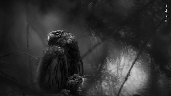 Wildlife Photographer of the Year 2025: Οι καλύτερες φωτογραφίες άγριας ζωής της χρονιάς