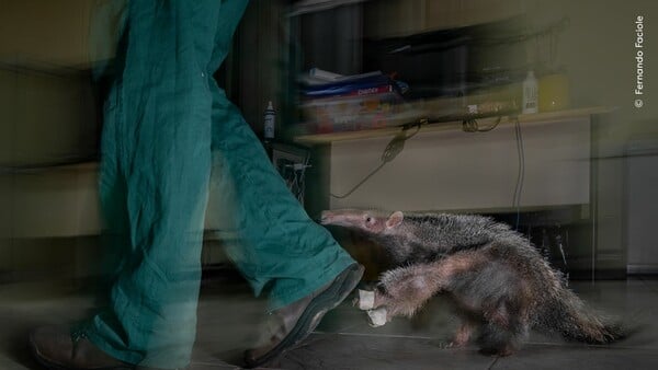 Wildlife Photographer of the Year 2025: Οι καλύτερες φωτογραφίες άγριας ζωής της χρονιάς