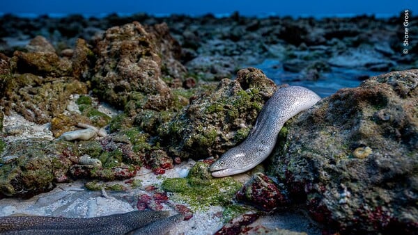 Wildlife Photographer of the Year 2025: Οι καλύτερες φωτογραφίες άγριας ζωής της χρονιάς