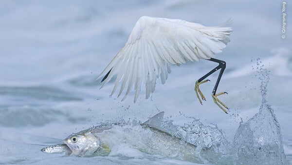 Wildlife Photographer of the Year 2025: Οι καλύτερες φωτογραφίες άγριας ζωής της χρονιάς