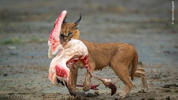 Wildlife Photographer of the Year 2025: Οι καλύτερες φωτογραφίες άγριας ζωής της χρονιάς