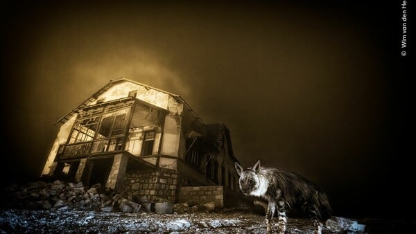 Wildlife Photographer of the Year 2025: Οι καλύτερες φωτογραφίες άγριας ζωής της χρονιάς