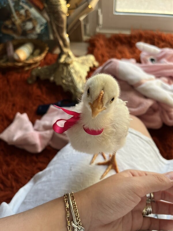 Πώς είναι να είσαι «ερωτευμένη» με έναν κόκορα;