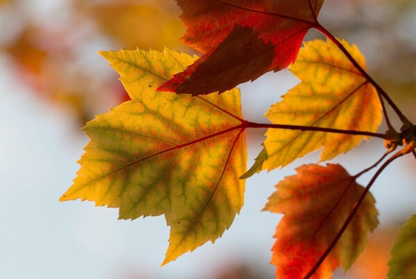 Καλλιάνος: «Αναμένεται ήπιος καιρός ως τις αρχές Νοέμβρη»
