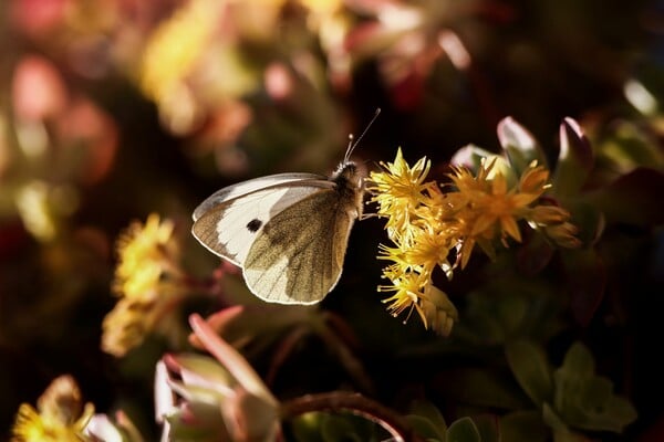 Ανοιξιάτικος ο καιρός σήμερα και αύριο - Το «ανοργάνωτο» βαρομετρικό χαμηλό που έρχεται την Παρασκευή
