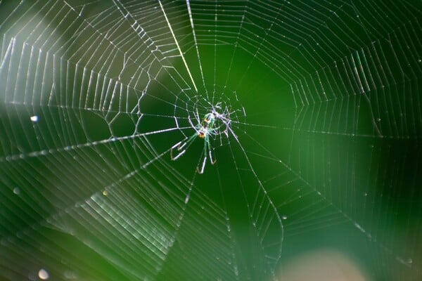 ΑΡΑΧΝΗ ΔΙΑΚΟΣΜΗΣΗ