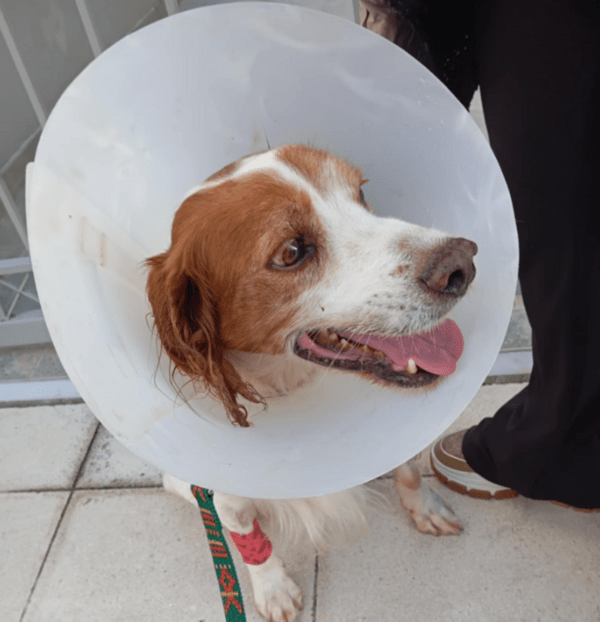 Κακοποίηση σκύλου στην Ηλεία: «Ουδέποτε αναφέραμε ότι κακοποιήθηκε σεξουαλικά», λέει η φιλοζωική οργάνωση