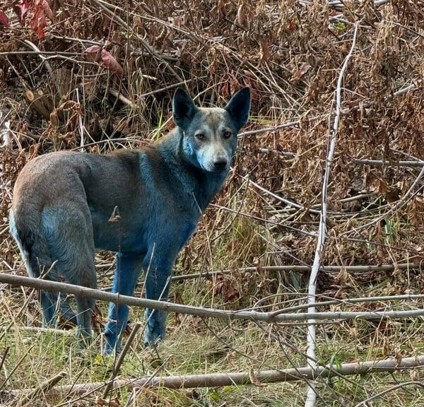 Γαλάζιοι σκύλοι εντοπίστηκαν στο Τσερνόμπιλ