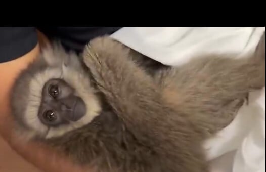 Λαθρέμπορος συνελήφθη στην Ινδία με δύο απειλούμενους γίββωνες μέσα στη βαλίτσα του