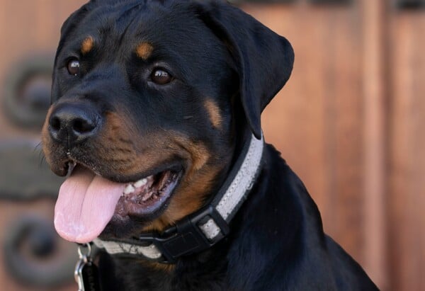 ΡΟΤΒΑΙΛΕΡ ΕΠΙΘΕΣΗ ΚΗΔΕΜΟΝΑΣ ΚΑΛΑΜΑΤΑ