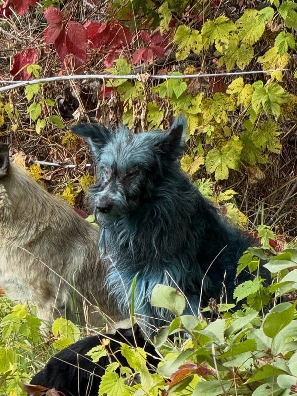 Γαλάζιοι σκύλοι εντοπίστηκαν στο Τσερνόμπιλ