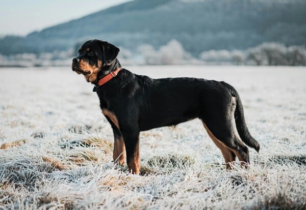 ΡΟΤΒΑΙΛΕΡ ΕΠΙΘΕΣΗ ΚΑΛΑΜΑΤΑ