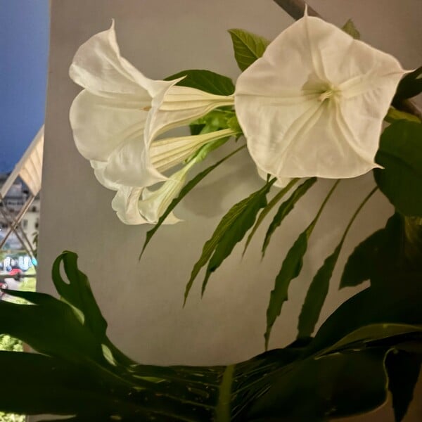 Ο χάρτης μου τώρα