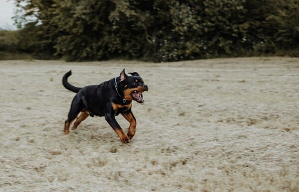 ΡΟΤΒΑΙΛΕΡ ΕΠΙΘΕΣΗ