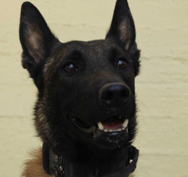 ECHO ΣΚΥΛΟΣ ANUBIS