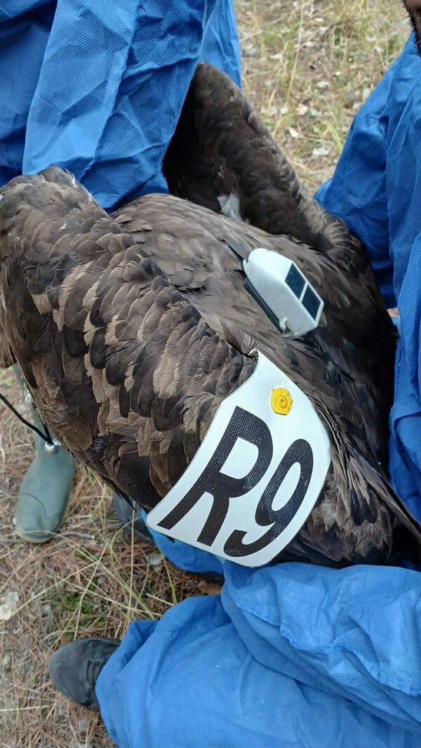 Δαδιά: Τοποθέτηση πομπών σε μαυρόγυπες 