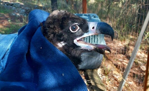 Δαδιά: Τοποθέτηση πομπών σε μαυρόγυπες 