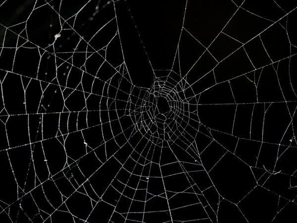 Στην Ελλάδα ο μεγαλύτερος ιστός αράχνης στον κόσμο