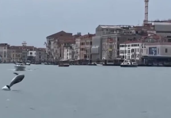 ΔΕΛΦΙΝΙ ΒΕΝΕΤΙΑ ΠΛΑΤΕΙΑ ΑΓΙΟΥ ΜΑΡΚΟΥ