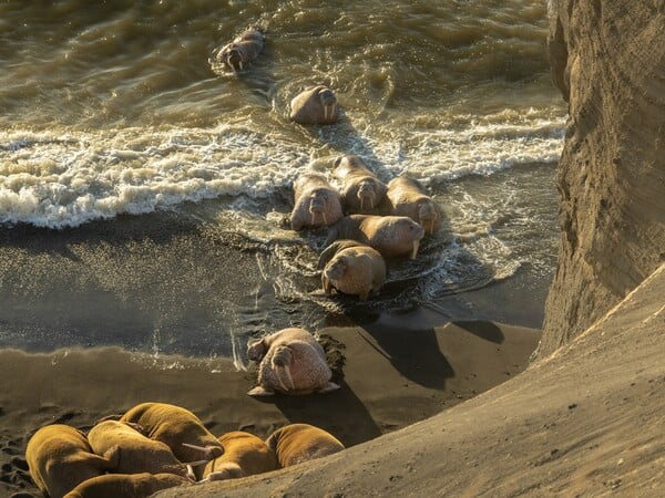 Φωτογράφος απαθανάτισε θαλάσσιους ίππους την ώρα που αλλάζουν χρώμα 