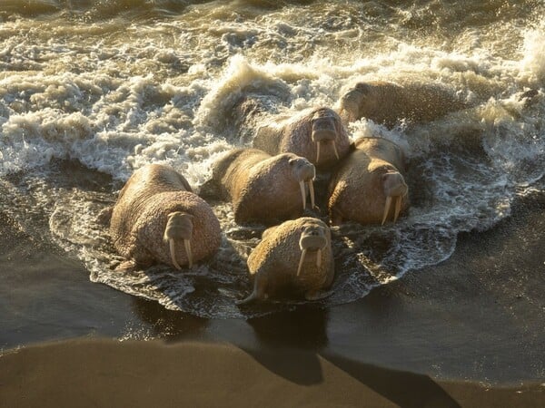 Φωτογράφος απαθανάτισε θαλάσσιους ίππους την ώρα που αλλάζουν χρώμα 