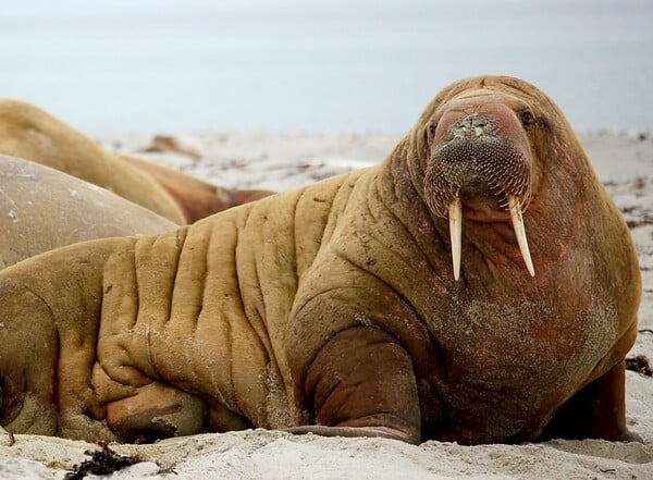 Φωτογράφος απαθανάτισε θαλάσσιους ίππους την ώρα που αλλάζουν χρώμα 