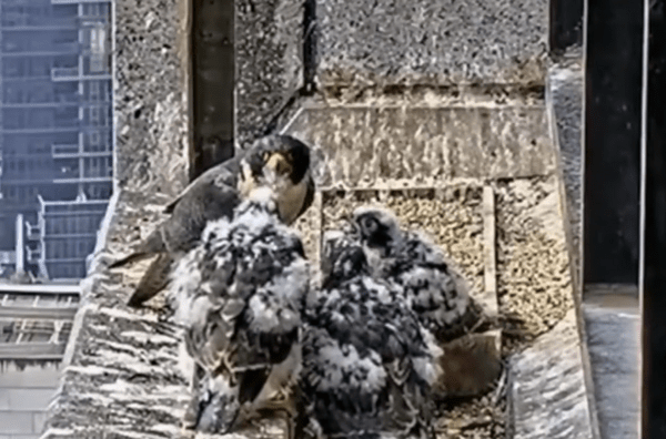 «Nestflix»: Πώς ένα ριάλιτι σόου με γεράκια έχει καταφέρει να καθηλώσει τους Αυστραλούς στις οθόνες τους