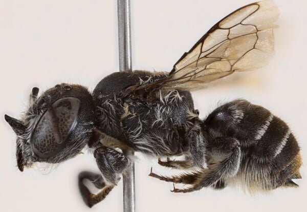 ΜΕΛΙΣΣΑ ΝΕΟ ΕΙΔΟΣ ΛΟΥΣΙΦΕΡ ΔΙΑΒΟΛΟΣ