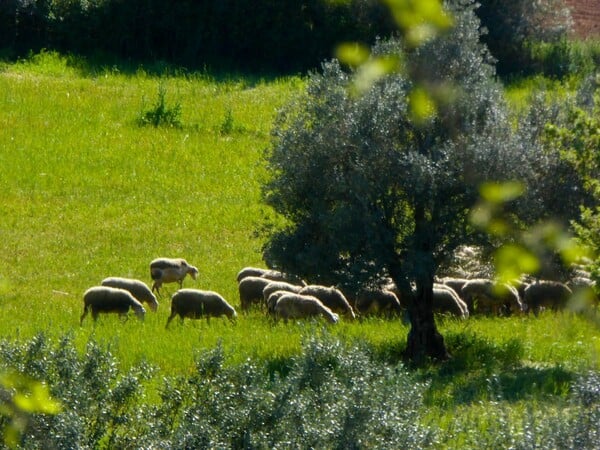 Επιβεβαιώθηκε κρούσμα καταρροϊκού πυρετού σε εκτροφή αιγοπροβάτων στην Μεσσηνία
