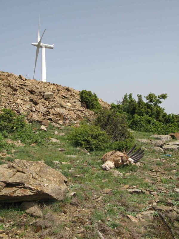 Πυρόπληκτος Έβρος, πράσινα σχέδια: H αιολική πίεση στα καμένα / Τα πράσινα σχέδια στον πυρόπληκτο Έβρο