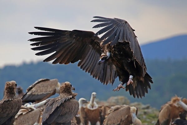 Πυρόπληκτος Έβρος, πράσινα σχέδια: H αιολική πίεση στα καμένα / Τα πράσινα σχέδια στον πυρόπληκτο Έβρο
