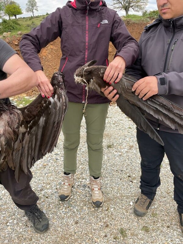 Πυρόπληκτος Έβρος, πράσινα σχέδια: H αιολική πίεση στα καμένα / Τα πράσινα σχέδια στον πυρόπληκτο Έβρο