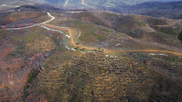 Πυρόπληκτος Έβρος, πράσινα σχέδια: H αιολική πίεση στα καμένα / Τα πράσινα σχέδια στον πυρόπληκτο Έβρο