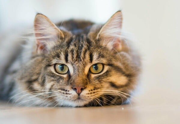 ΔΟΝΟΥΣΑ ΓΑΤΑ