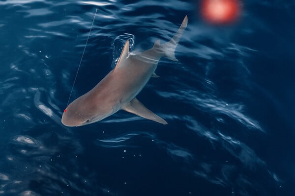 ΑΡΓΟΛΙΔΑ ΚΑΡΧΑΡΙΑΣ