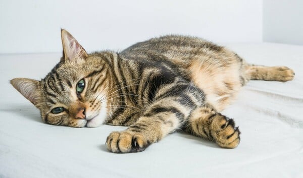 ΔΟΝΟΥΣΑ ΓΑΤΑ