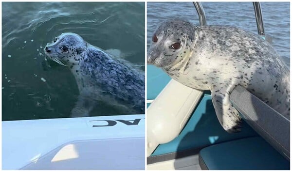 ΦΩΚΙΑ ΦΑΛΑΙΝΑ