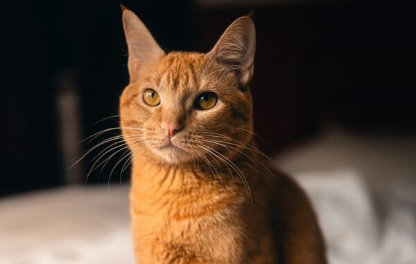 ΓΑΛΛΙΑ ΓΑΤΑ