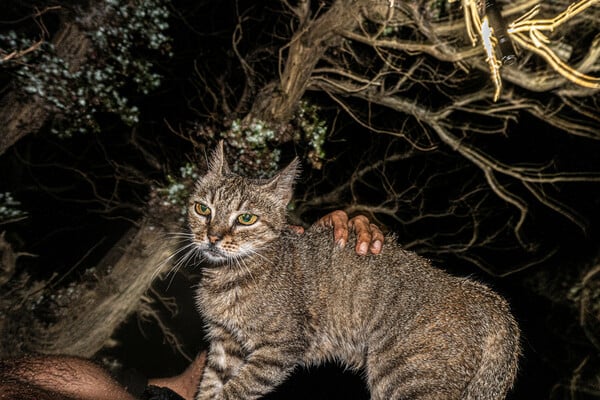 Φωτογραφία της Γαύδος - Οδοιπορικό & Εικόνα