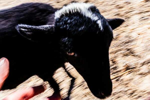 Φωτογραφία της Γαύδος - Οδοιπορικό & Εικόνα