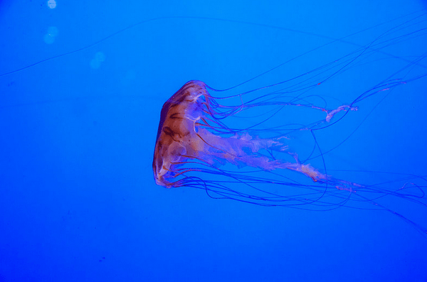 Κοντά στην άγρια καρδιά αυτού του κόσμου/ από τον Πάνο Μιχαήλ