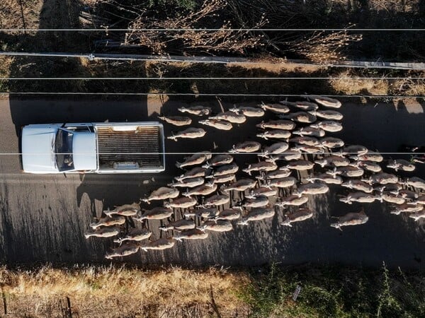 Κρούσμα καταρροϊκού πυρετού στο Πυρί της Γορτυνίας