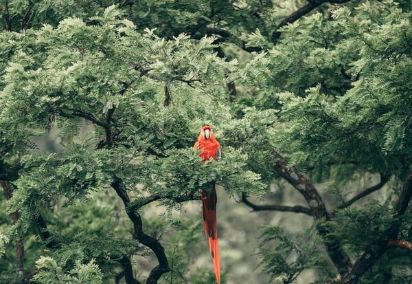 ΤΡΟΠΙΚΟ ΔΑΣΟ ΓΕΡΜΑΝΙΑ ΒΡΑΖΙΛΙΑ