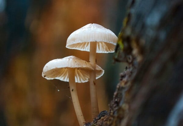 ΜΑΝΙΤΑΡΙΑ ΖΕΥΓΑΡΙ ΕΔΕΣΣΑ