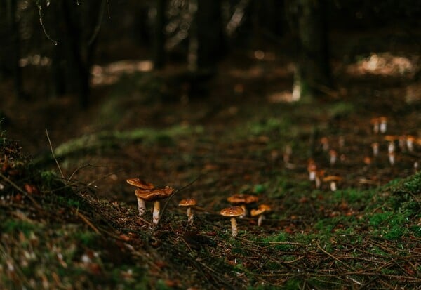 ΜΑΝΙΤΑΡΙΑ ΔΗΛΗΤΗΡΙΑΣΗ ΜΕΤΑΜΟΣΧΕΥΣΗ